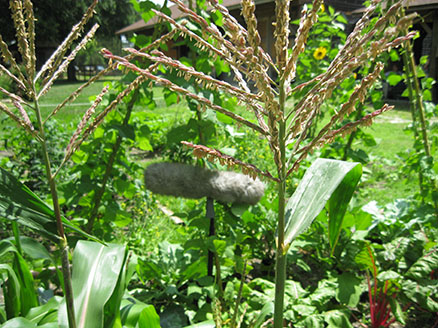 Fuzzy Mic Corn patch 65small